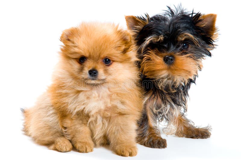 Two puppies in studio