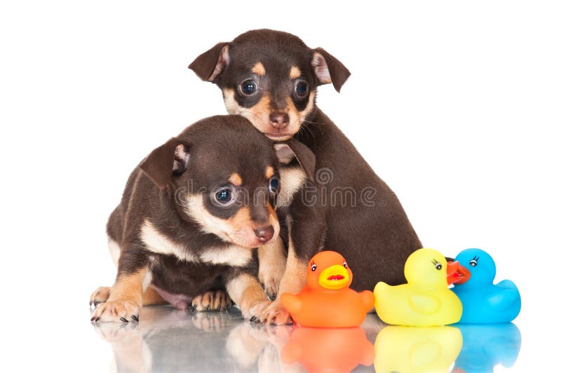 Two puppies together stock image. Image of pedigree, pedigreed 35513363