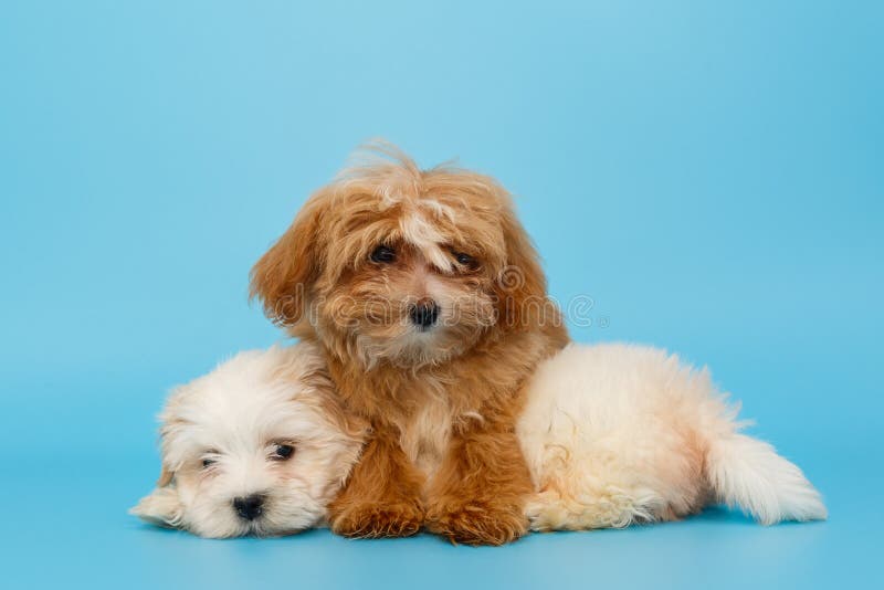Two Puppy of Breed Maltipoo Stock Image Image of friends, domestic