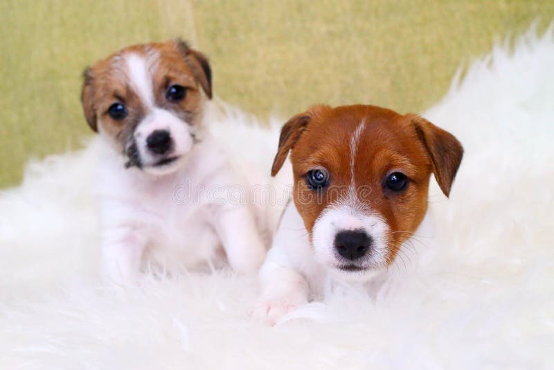 Two Puppy Jack Russell Terrier Stock Image Image of cute, hunting