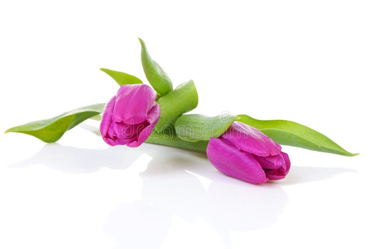 Two purple Dutch tulips