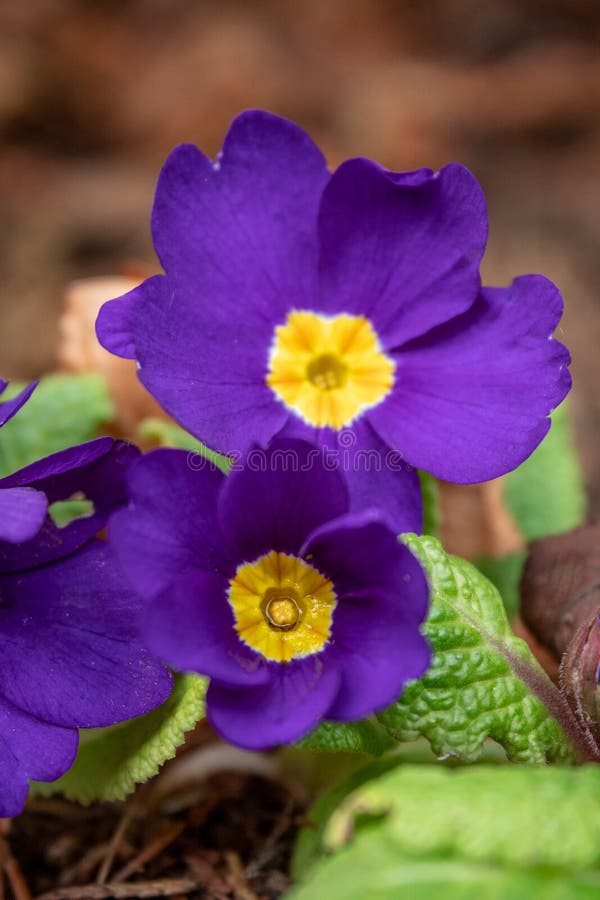 Two Purple Primrose Flowers in the Garden Stock Image Image of purple