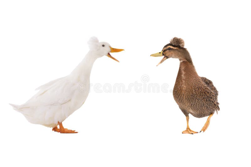 Two Quacking white duck isolated on a white