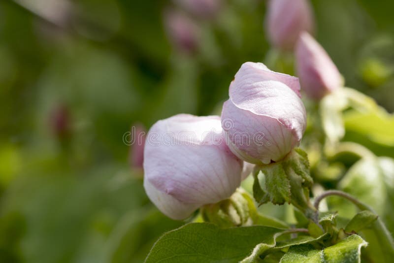 Two quince flower buds stock photo. Image of bloom, daylight 91616082