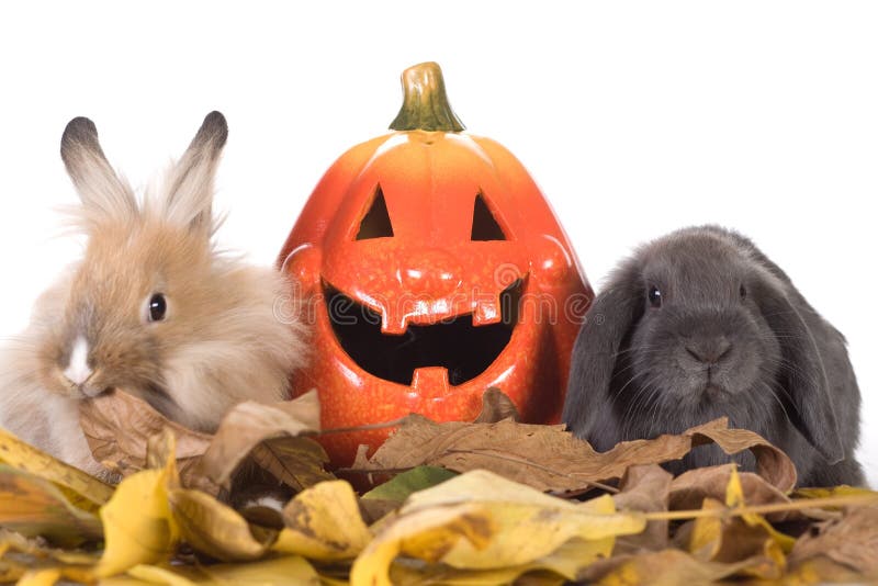 two rabbit and a pumpkin