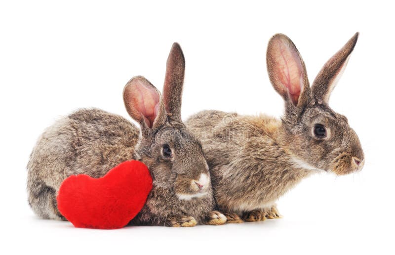 Two rabbits with heart. stock photo. Image of hare, color 65473660