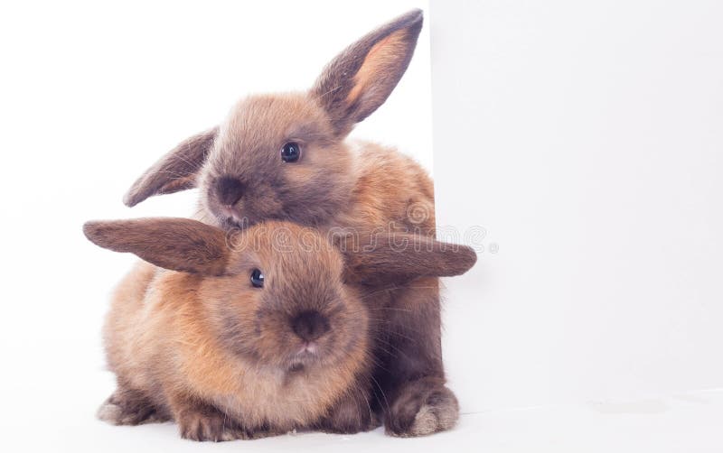 Two Bunny Cuddling Together Stock Photos Free & RoyaltyFree Stock