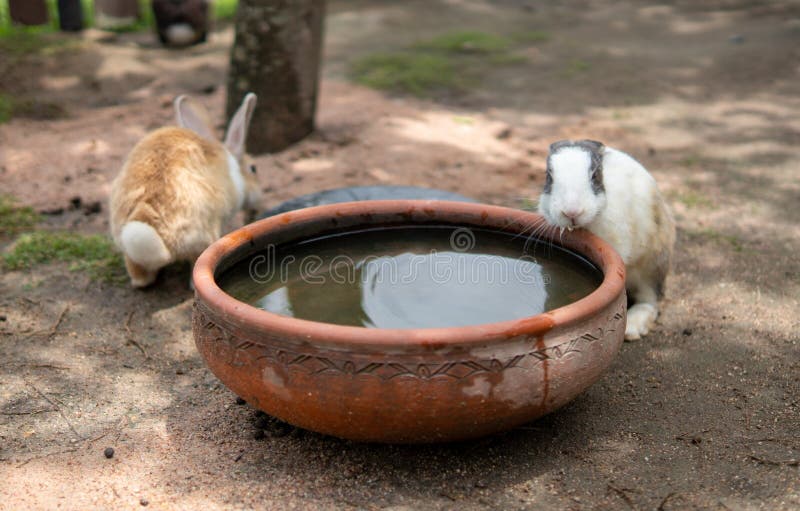 Two rabbits in zoo stock photo. Image of design, metal 245612762