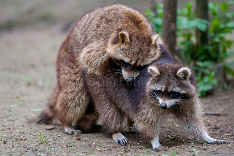 Two Raccoons Procyon Lotor Mating Stock Photo - Image of mating, alert