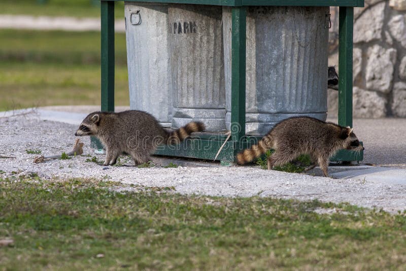 Two Raccoons by Trash Cans in a County Park in Florida Stock Photo