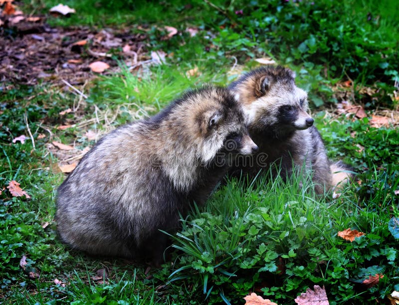 Are Raccoon Dogs Dangerous