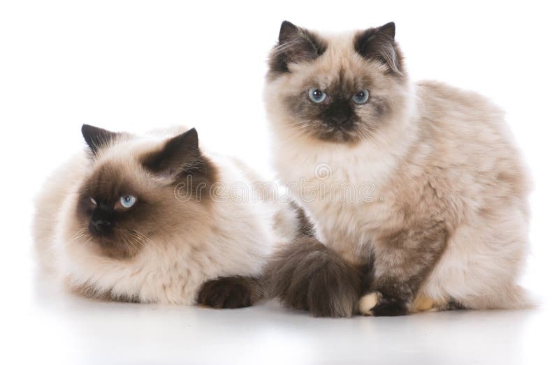 Two ragdoll kittens stock image. Image of sitting, isolated 81656499