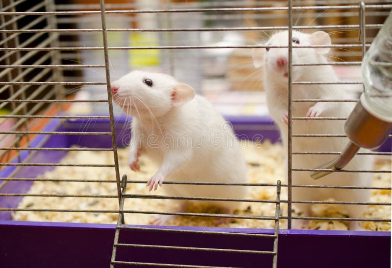 Two rats stock image. Image of animal, white, gaze, tame 66317789