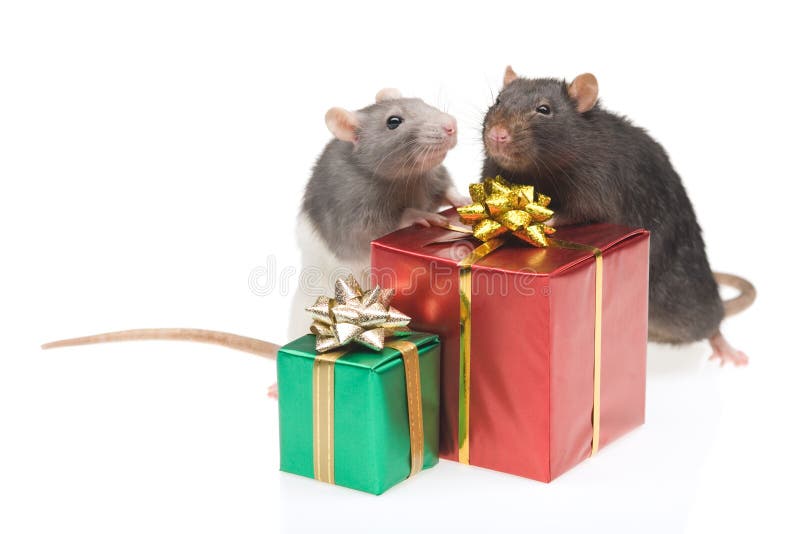 Valentine Rats stock photo. Image of vermin, mammal, lollipop