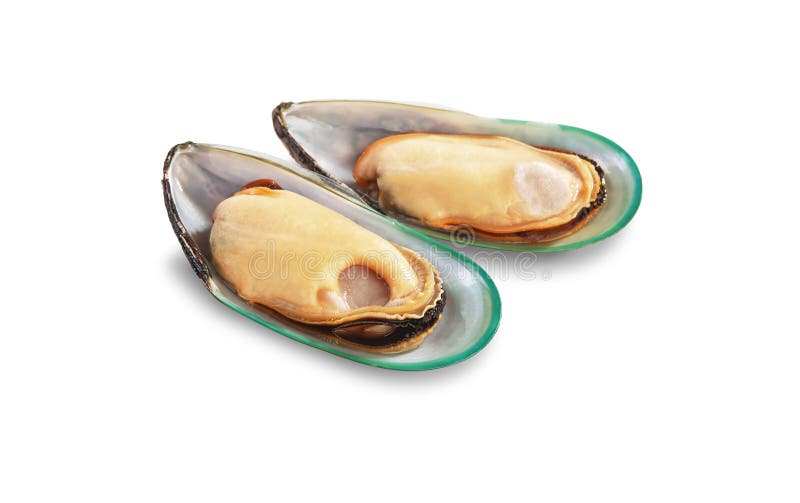 Two raw New Zealand mussels on shell isolated on white background. Bivalve shell stock images, royalty-free photos and pictures