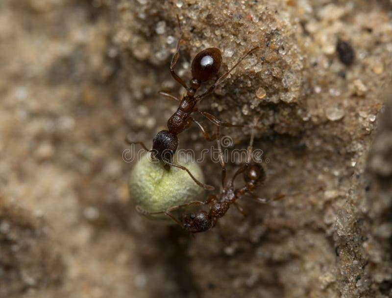 Two Red Ants Helping Each Other Carry A Grain Stock Photo Image of