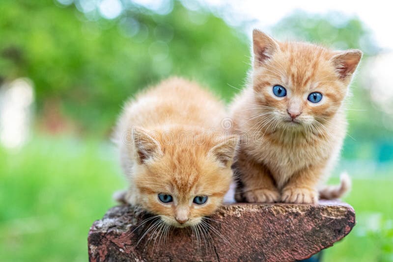 Two Red Cats are Sitting in the Garden on a Bench Stock Image Image