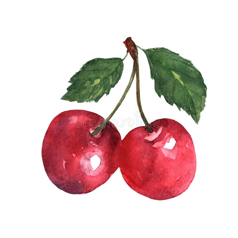 Two red cherries with leaves in watercolors on a white background. Bright sweet color. Sweet fruit. Vector