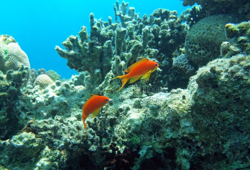 Two red coral perches