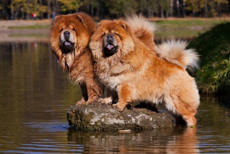 Two red dog of the Chow Chow breed, standing on a stone in a pond, in a park