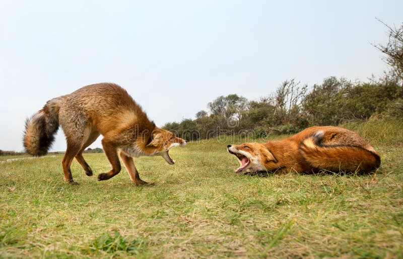 Two Red Fox Fighting Stock Image Image Of Autumn Bite 104604445