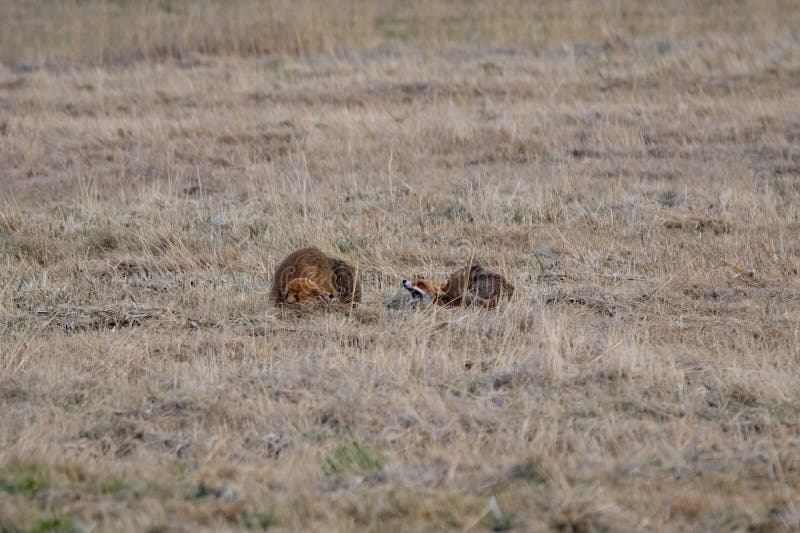 Two Red Foxes (Vulpes vulpes) engaged in a confrontation. The two wild mammals stand facing each other, displaying defensive postures, with their ears back and tails raised.