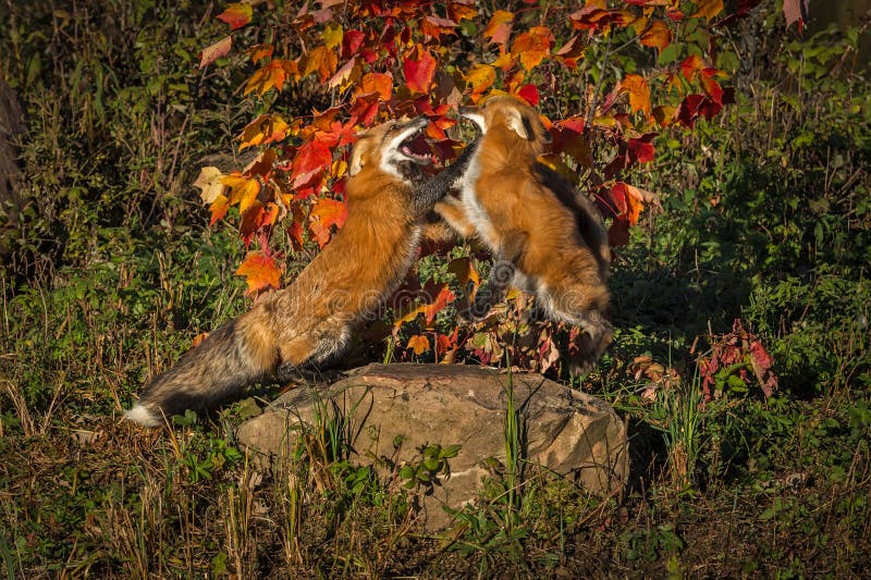 Two Red Foxes Vulpes vulpes Fight Atop Rock Autumn stock photo