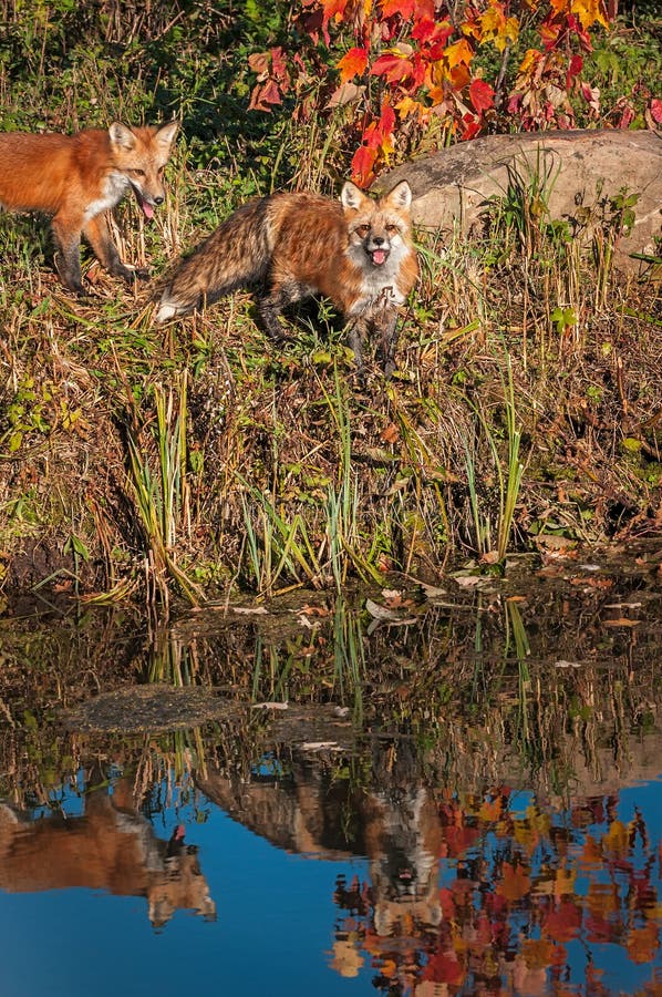 Two Red Foxes Vulpes vulpes Reflected in Water royalty free stock image