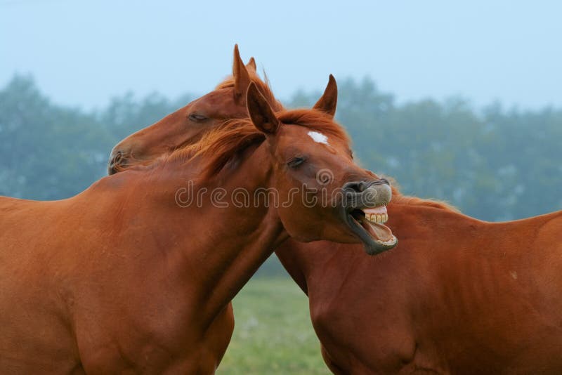 Two red horses