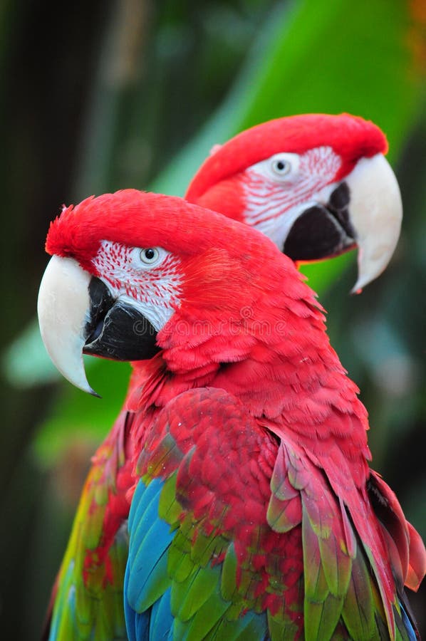 Two red macaw parrots