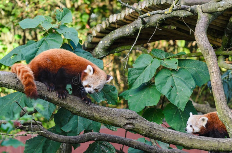 Red Pandas Stock Photo Image Of Park Tree Natural 136178036