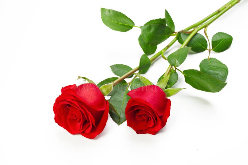 Dvě červené růže se stonkem na bílém pozadí