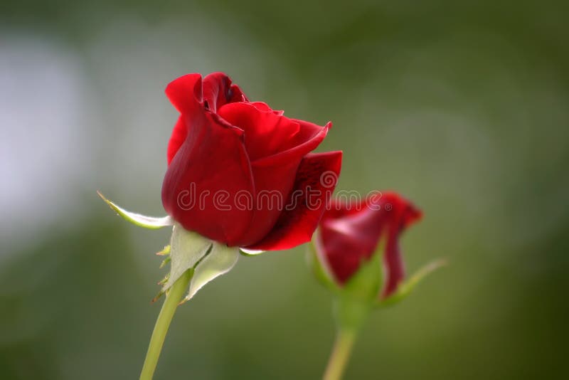 Red rose