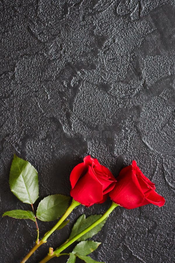 Two Red Roses Stock Photos Download 9 020 Royalty Free Photos