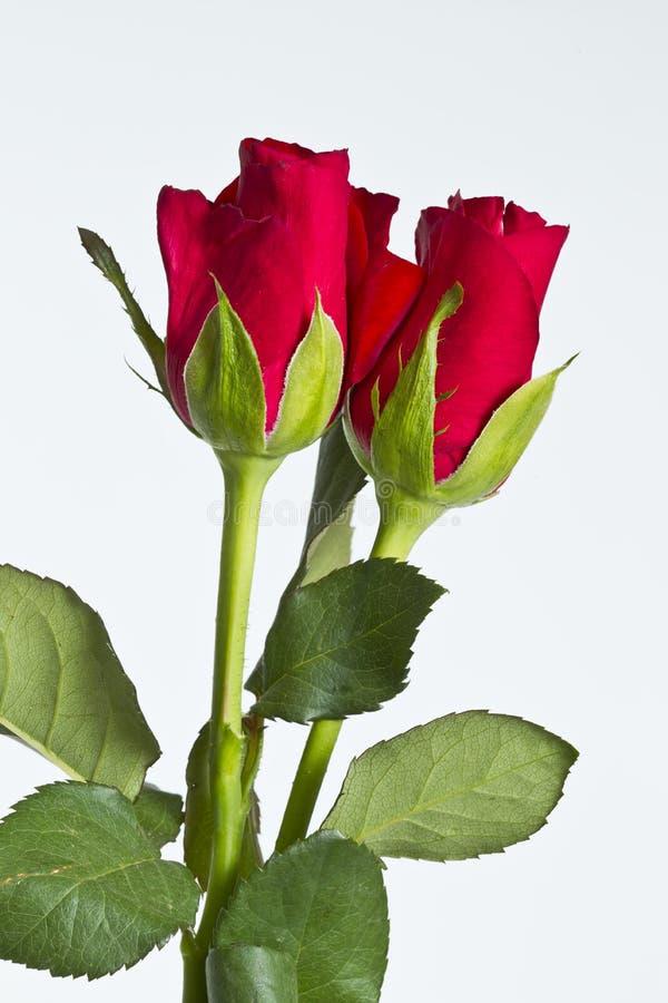 Two red roses stock photo. Image of close, flower, open - 36890774