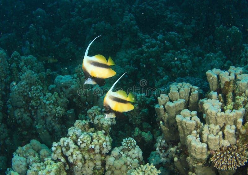 Two Red Sea bannerfishes - Heniochus intermedius swimming above Pillar coral - Dendrogyra cylindrus on bottom of Red Sea in Marsa Alam, Egypt, Africa