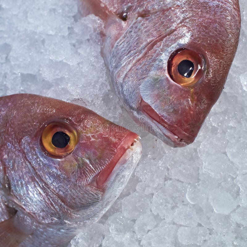 Kinmedai Or Golden Eye Snapper On Ice One Of Popular Fish For Making  Sashimi Japanese Delicacy Of Very Fresh Raw Fish Sliced Into Thin Pieces  Stock Photo - Download Image Now - iStock