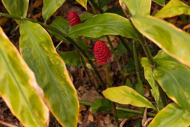 Two Red Shampoo Ginger Plant Stock Photo Image of blossom, bright
