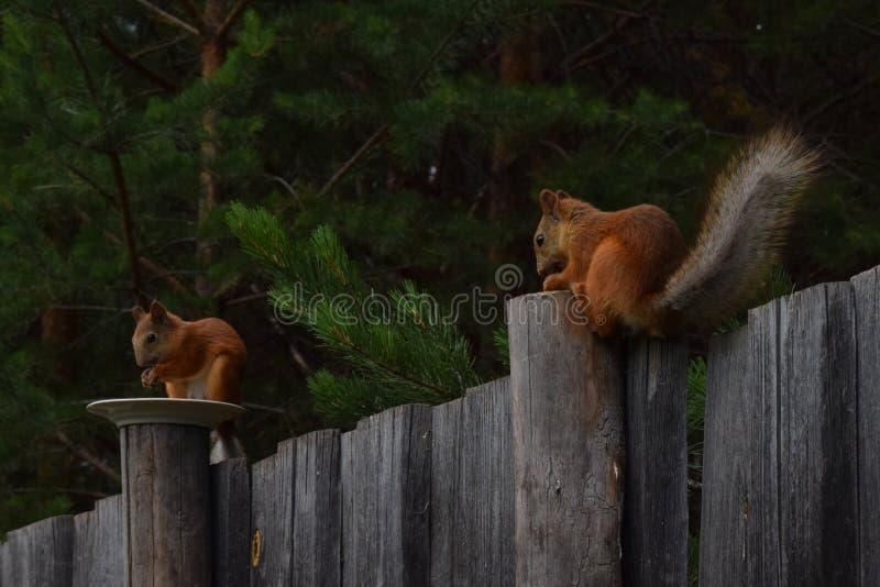 Squirrels Eating Nuts on the Fence in the Garden Stock Photo Image of
