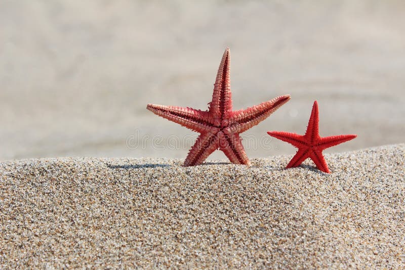 Two red starfishes in sand on beach royalty free stock images Two red starfishes in sand on beach royalty free stock images