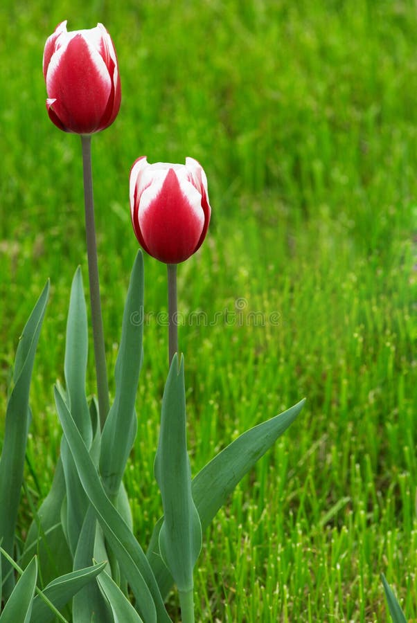 Two red tulip flowers