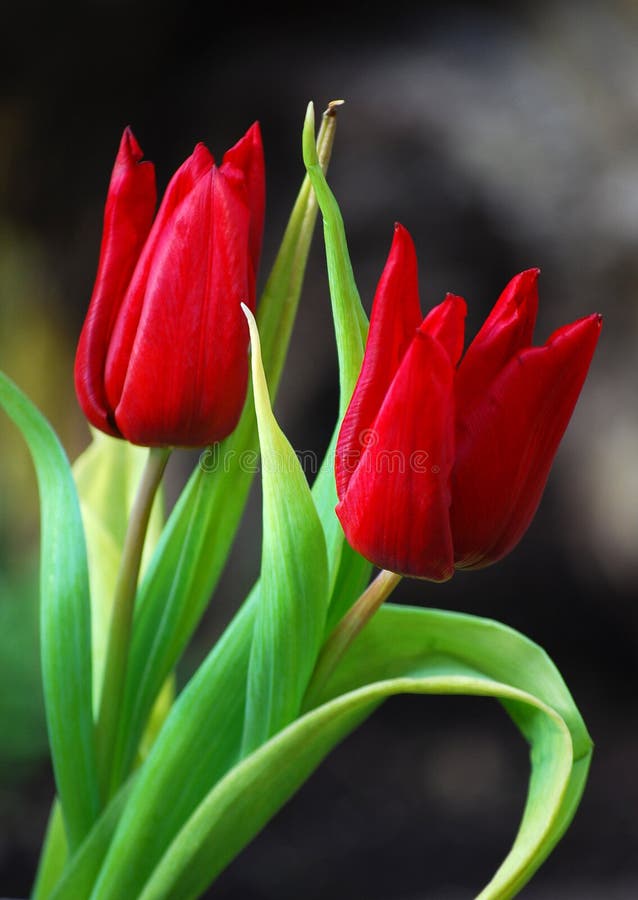 Two red tulips