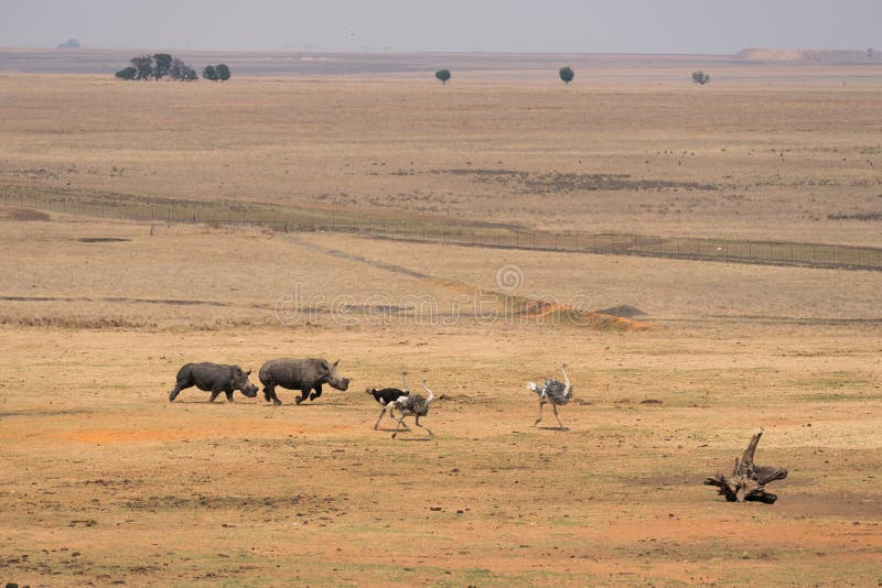 Two rhinoceroses and three ostriches