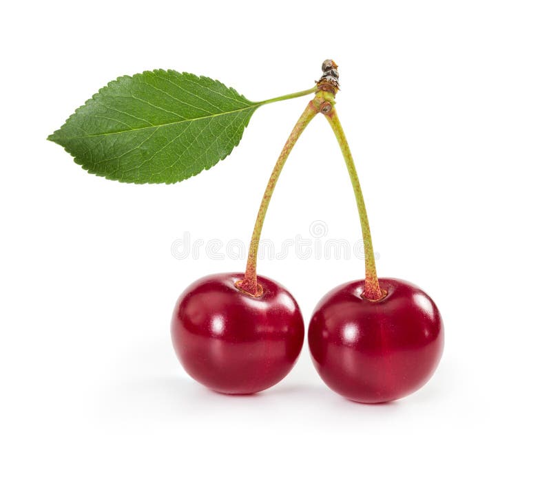 Two ripe cherries on stem with leaf isolated on white background