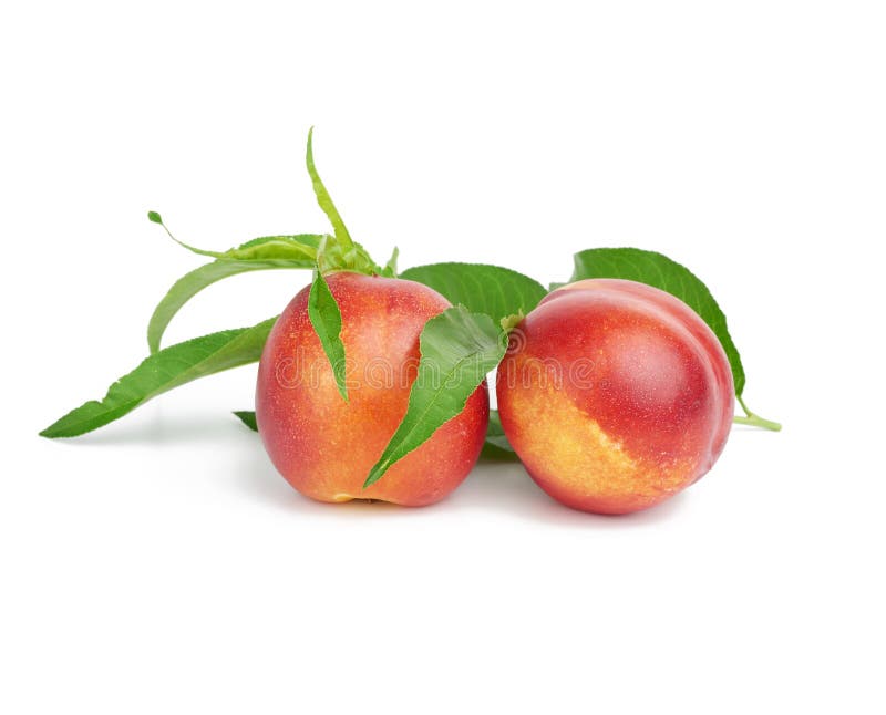 Two ripe red round nectarines and a branch with green leaves isolated on white background