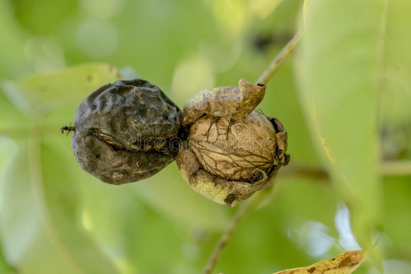 Two ripe walnuts on the tree just before falling down stock image