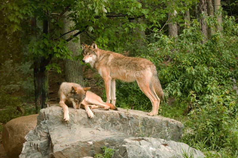 Dos rocoso montana lobos sobre el de a ellos guarida relajante a broncearse en amanecer.