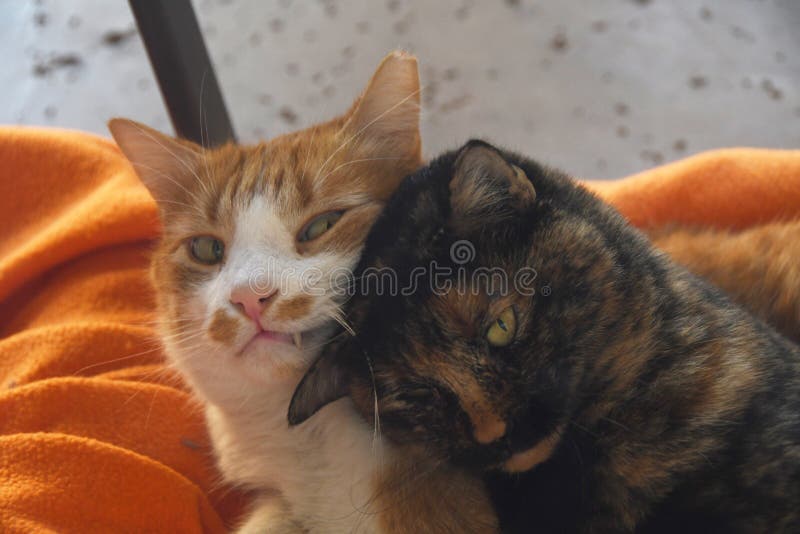 Cute cuddling cats matching profile picture for couple or friends