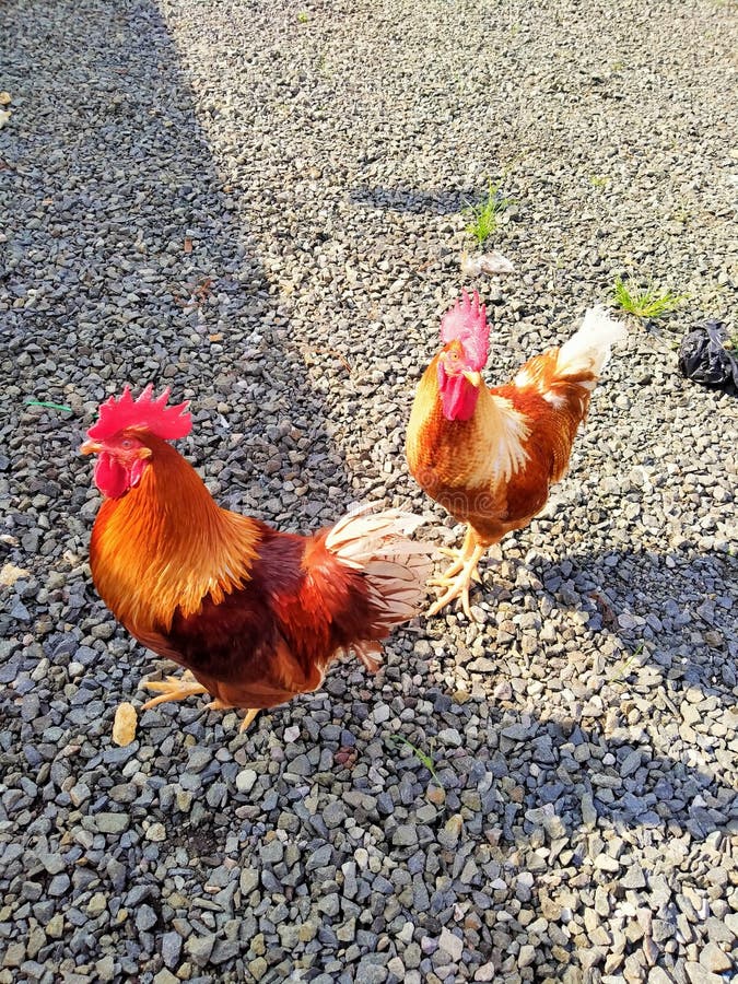 Two Roosters Who are Friends at All Times Stock Photo Image of