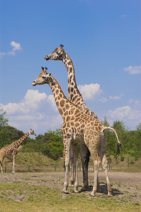 Two Rothschild Giraffes